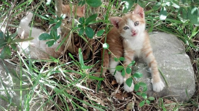 《电竞公益：用游戏连接更广泛的社会责任》，电竞游戏平台