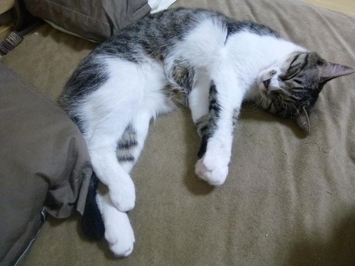 《电竞冬奥：虚拟运动会引领新潮流》，电竞奥运会比赛项目