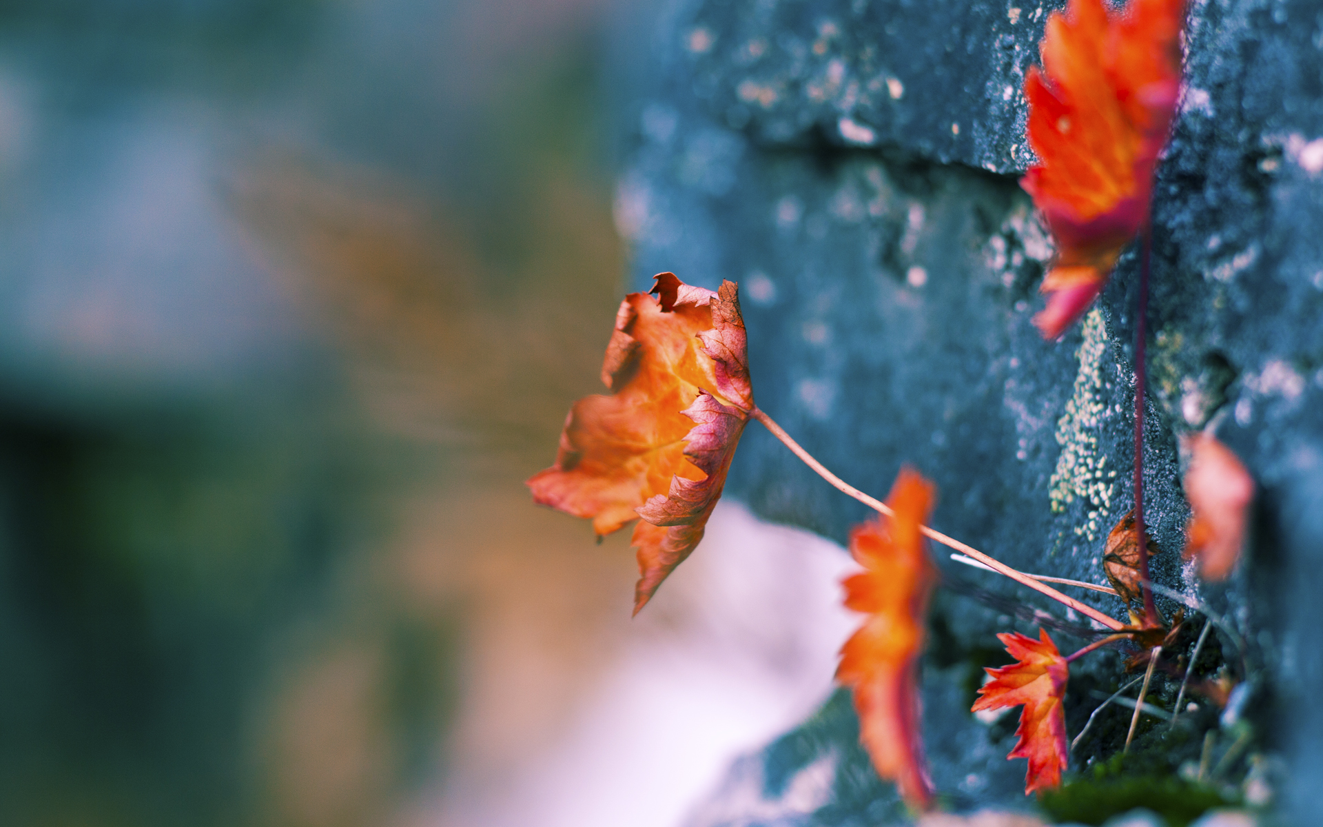 _高山云端：在雪山之巅进行的特殊赛事_，高山云层