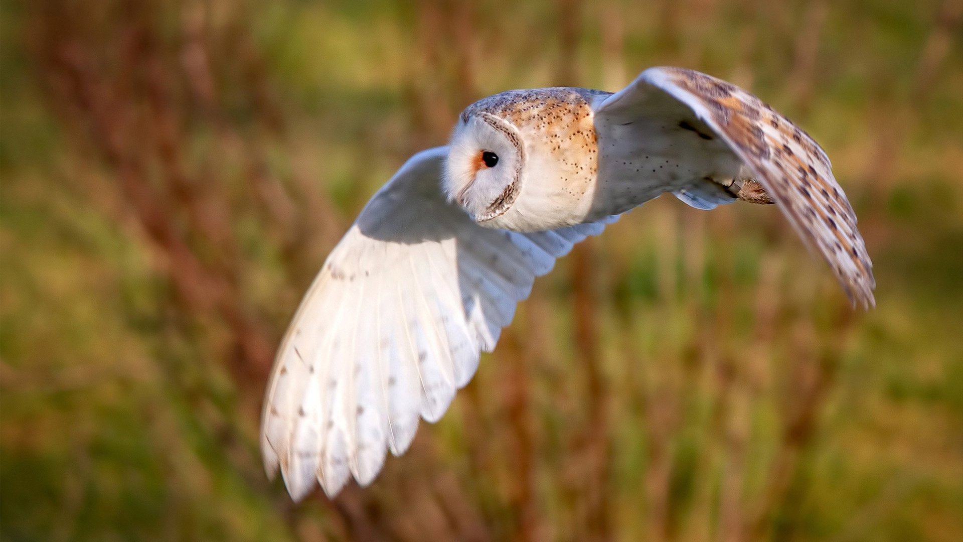 _高山滑雪挑战赛:挑战雪山,追逐速度_,高山滑雪 比赛