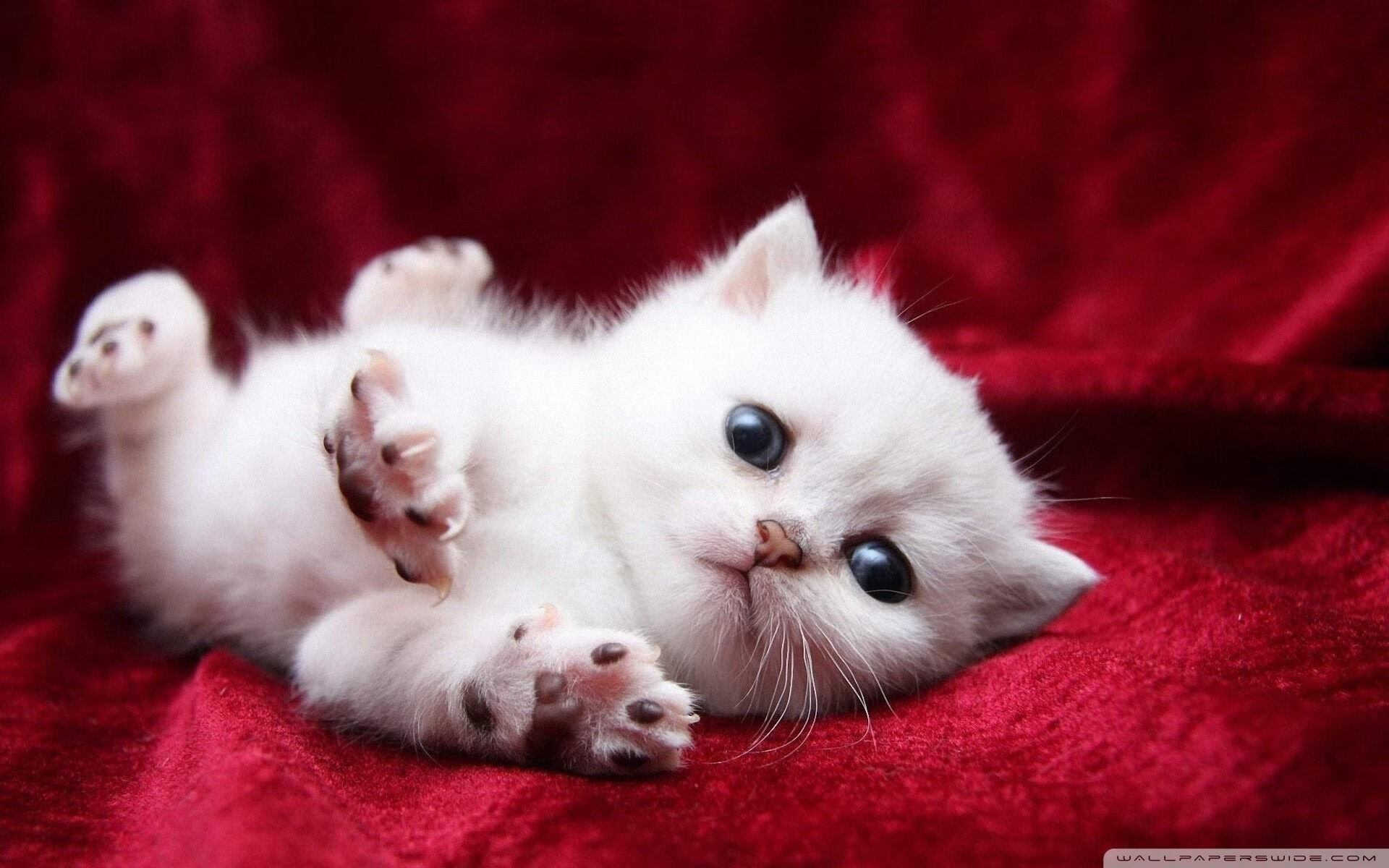 “中国女足在国际赛场屡创佳绩,实力不断提升”,中国女足队员获国际足联