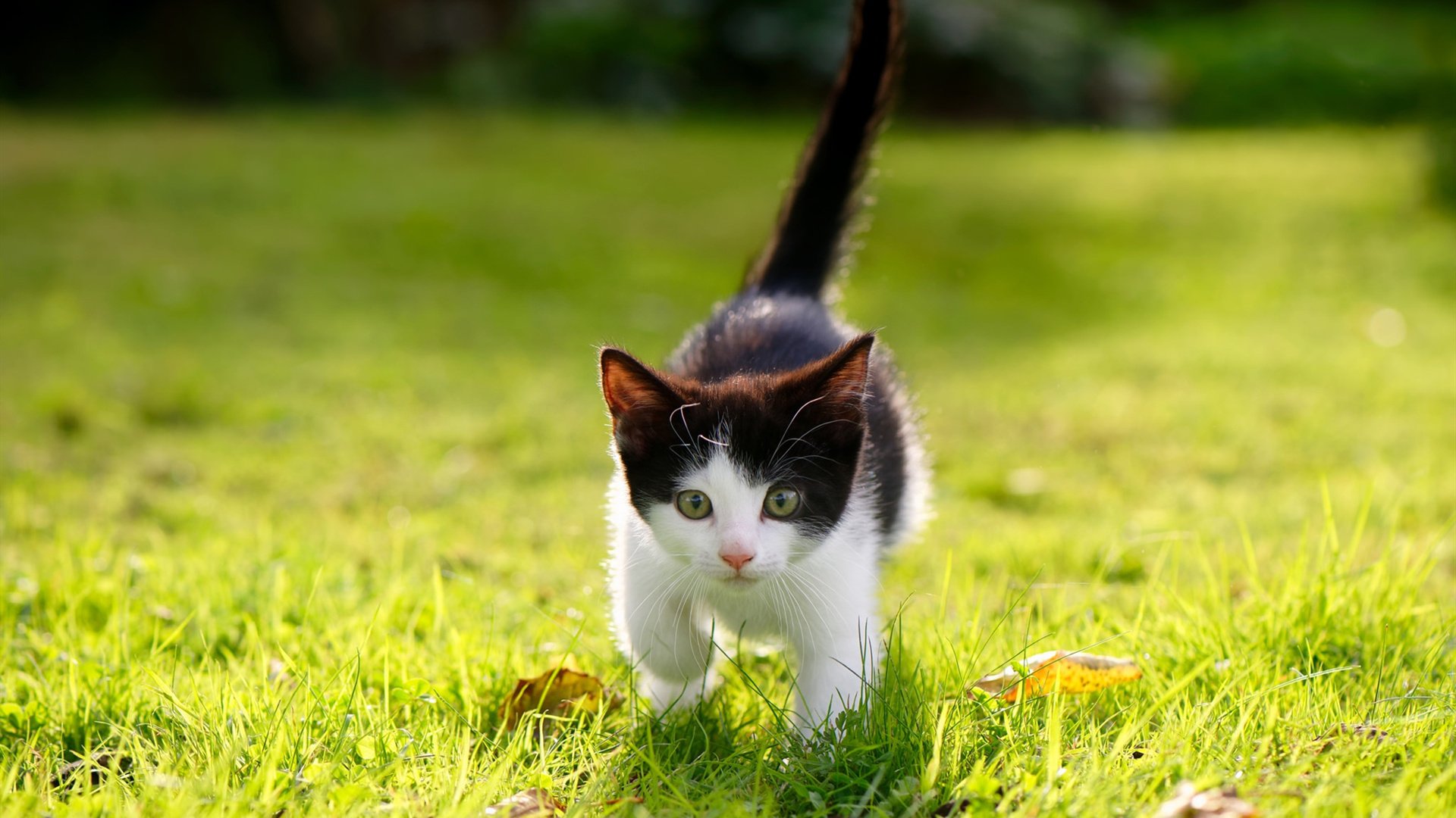 九游娱乐APP-“夜间追击：黑夜中的速度与激情”，黑夜追捕者