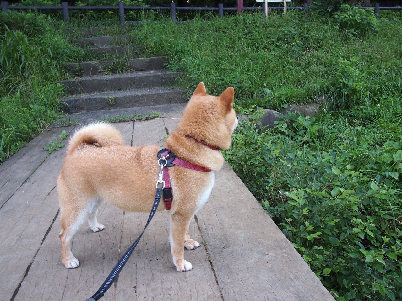 “大数据指导下的青训体系——培养未来超级巨星的科技支撑”,大数据青春饭