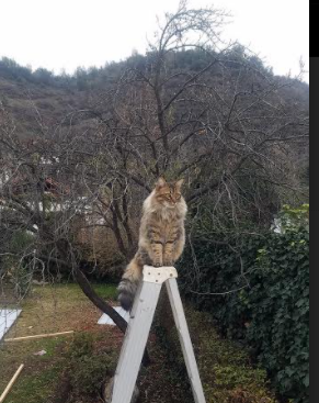 “德甲最后几轮角逐，冠军成为最热焦点”，德甲结局