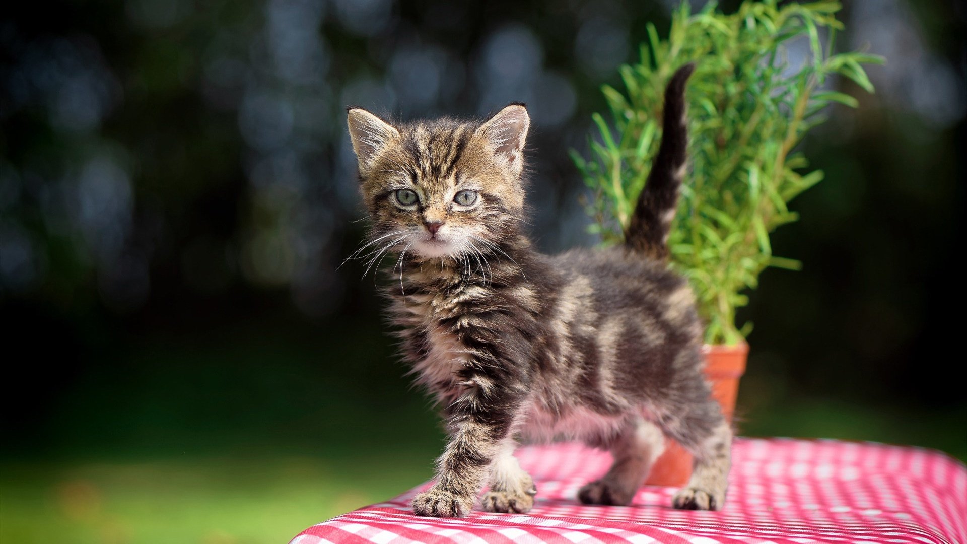 “意甲积分排名极速变动,赛季冲刺渐入高潮”,意甲最新积分排名榜