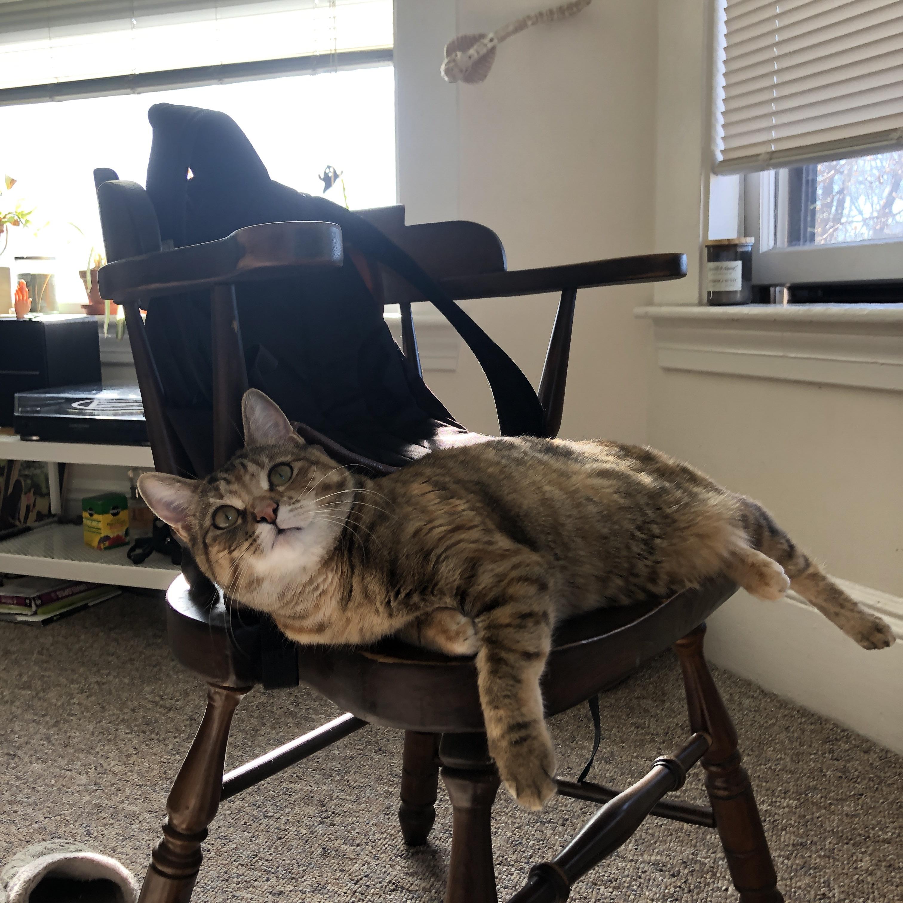 “极速追风:那些飞跃弯道的瞬间”,极速飞扬