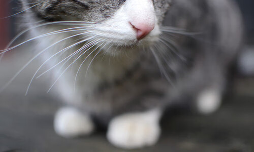 九游官网pc-中甲联赛竞争激烈升降级形势扑朔迷离，中甲的比赛