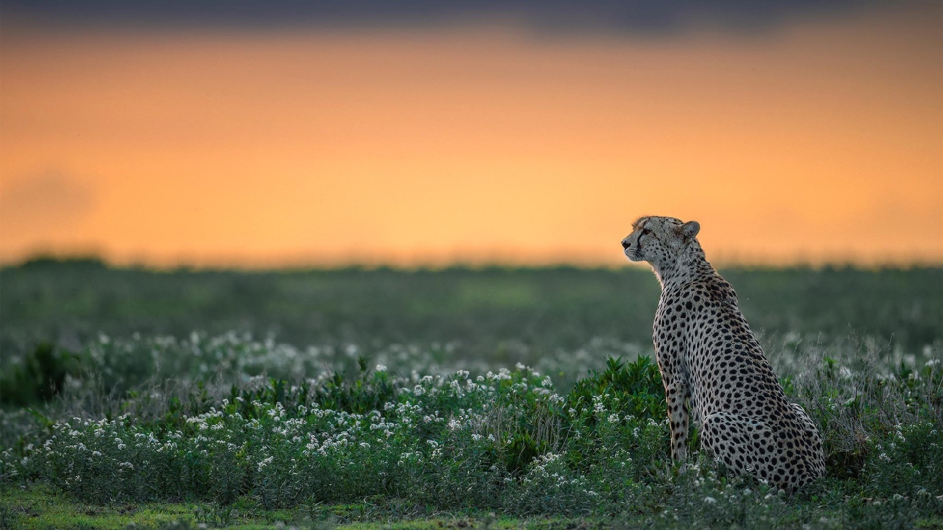 九游下载中心-以球会友！欧冠赛场上的文化交流故事，欧冠文字解说