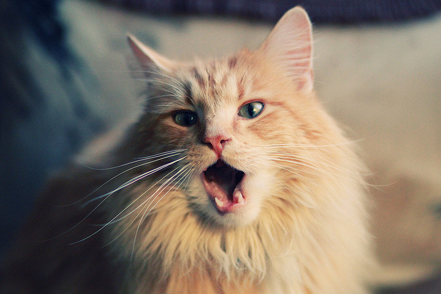 九游app官网下载-历史上的“黑马王者”，从不起眼到辉煌，黑马古代叫什么