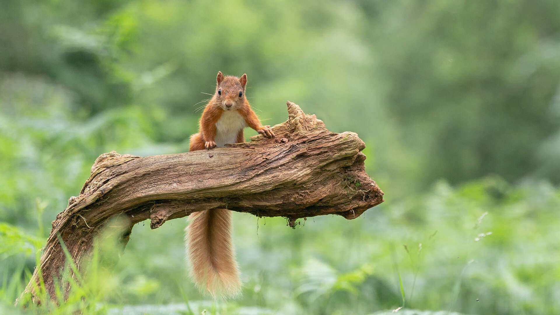 JiuyouAPP下载-史上最“燃”的季后赛夜战，你看过哪一场？，季后赛战果