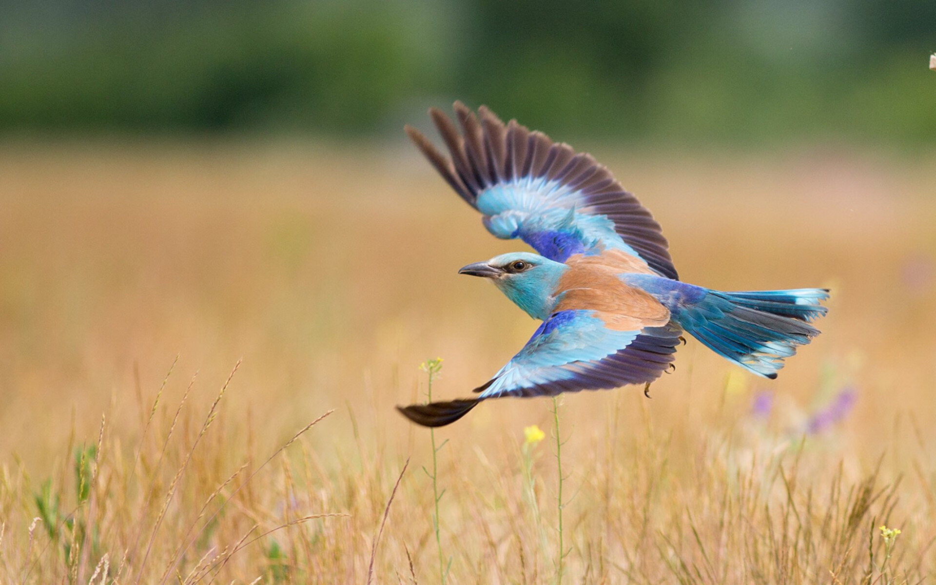 九游电脑版-哈兰德连续21场破门，英超领头羊的火力炸裂，哈兰德足球